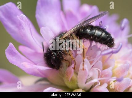 Maschio grande shaggy-bee, Panurgus banksianus su campo scabioso Foto Stock