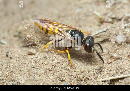 Lupo europeo, triangolo di Philanthus che scavava sulla sabbia Foto Stock