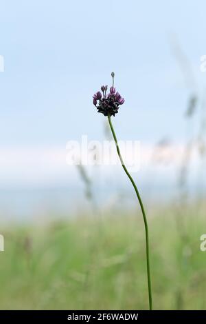 Primo piano di porro di sabbia, Allium scorodoprasum Foto Stock