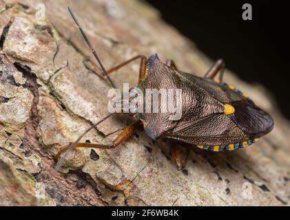 Schermo a zampe rosse per adulti, rufipes Pentatoma su legno, foto macro Foto Stock