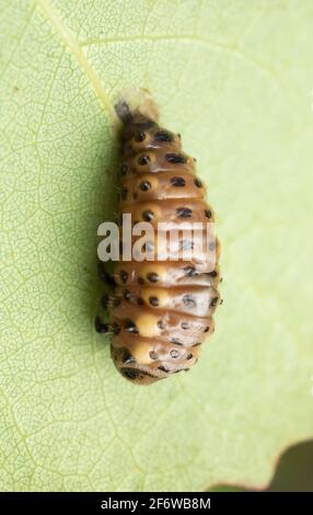 Foglie di coleottero, larva di Chrysomelidae su foglia di aspen comune Foto Stock