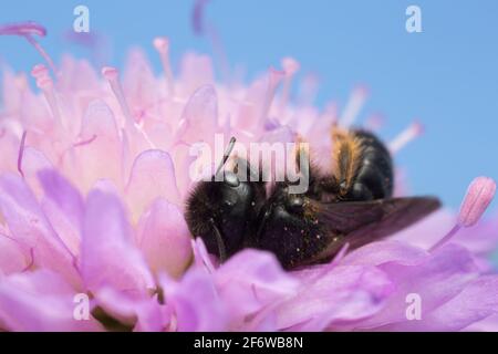 Maschio grande shaggy-ape, Panurgus banksianus su campo scabioso, copyspace nella foto Foto Stock