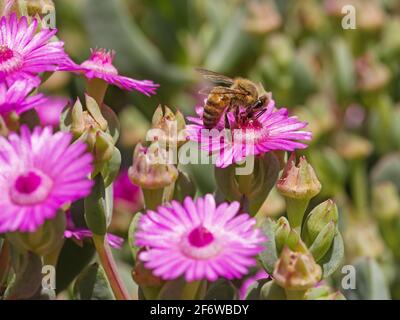 un'ape che impollinava un fiore succulento rosa Foto Stock