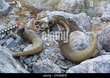 deserto bighorn pecora cranio e corna Foto Stock