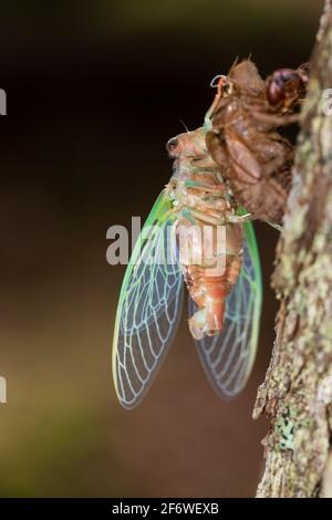 Dog-day Cicada emergenza da shell Foto Stock