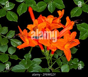 Splendida immagine di un grappolo di fiori vivaci arancio / rosso e foglie verde smeraldo di Tecoma capensis, Capo Honeysuckle, arbusto giardino, su sfondo nero Foto Stock