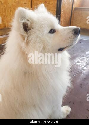 Carino cane bianco Samoyed posa seduta sul pavimento e guarda via, immagine verticale. Foto Stock