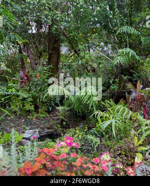 Lussureggiante giardino sub-tropicale con felci verdi, piante di fogliame colorate - cordilini e colei, sotto un baldacchino di alberi in Australia Foto Stock