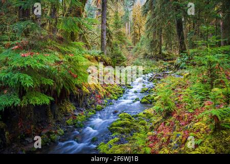 Il fiume Quinault è un fiume lungo 69 km (111 miglia) situato sulla penisola olimpica nello stato americano di Washington. Foto Stock