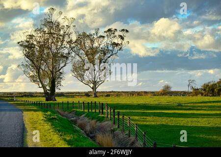 Due grandi alberi sull'erba verde brillante la sera nella fattoria di campagna, l'atmosfera è fresca e luminosa. Usalo come immagine di sfondo per d Foto Stock