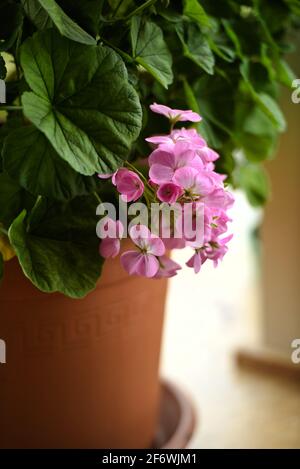Geranio o Pelargonio graveolens fiori rosa e foglie di arancio in pentole sono posti per la decorazione interna, toni morbidi, bella illuminazione e ombre Foto Stock