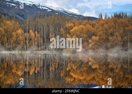 La foresta in autunno diventa giallo dorato riflesso in acqua, mattina foggy è bello, utilizzato come immagine di sfondo. , l'immagine sembra mysteri Foto Stock