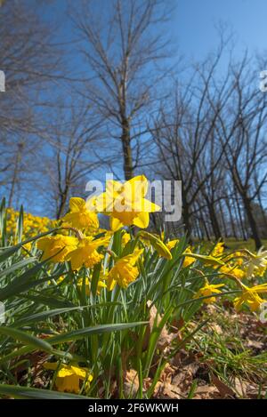 Daffodil Hill al Lake View Cemetery a Cleveland, Ohio Foto Stock