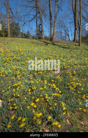 Daffodil Hill al Lake View Cemetery a Cleveland, Ohio Foto Stock