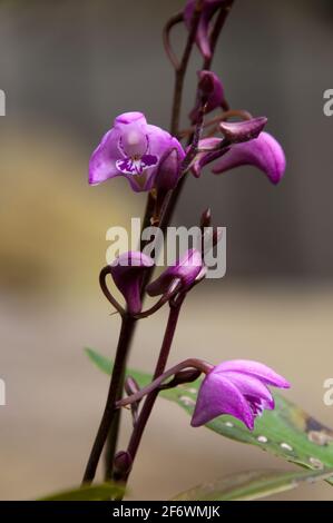 Sydney Australia, dendrobium kingianum o orchidea di roccia rosa cresce su massi e in fessure di roccia in foresta aperta o adiacente alle insenature della foresta Foto Stock