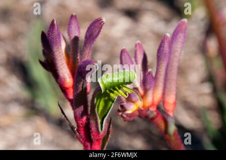 Sydney Australia, canguro multicolore "Kings Park" con gambo di fiori in paw con sfondo sfocato Foto Stock