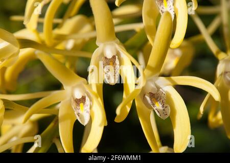 Sydney Australia, giallo fiorito Dendrobium speciosum o Sydney roccia orchidea Foto Stock