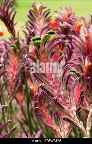 Sydney Australia, canguro multicolore "Kings Park" con gambo di fiori Foto Stock