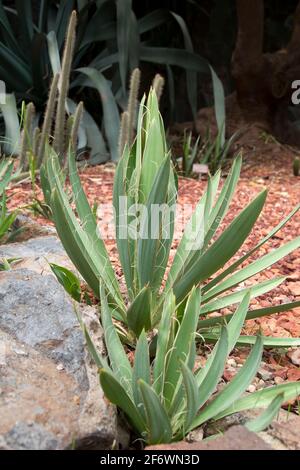 Sydney Australia, foglie con corde spionde lungo il bordo di foglie di una pianta di flaccidia yucca originaria del sud-est degli Stati Uniti Foto Stock