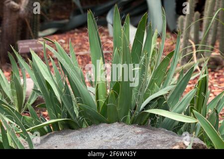 Sydney Australia, foglie con corde spionde lungo il bordo di foglie di una pianta di flaccidia yucca originaria del sud-est degli Stati Uniti Foto Stock