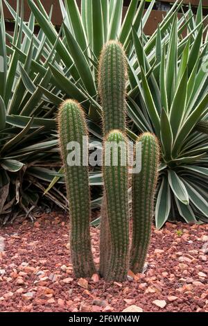 Sydney Australia, echinopsis spachiana o cannello bianco cactus piante con quattro colonne in giardino Foto Stock