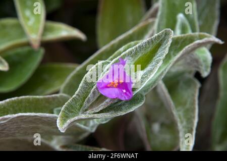 Sydney Australia, primo piano di fiori viola e foglie di una pianta di sillamontana tradescantia originaria del Messico nord-orientale Foto Stock