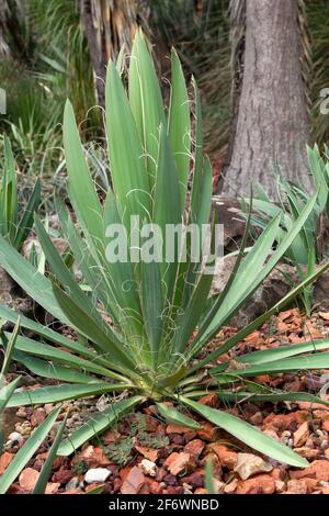 Sydney Australia, foglie con corde spionde lungo il bordo di foglie di una pianta di flaccidia yucca originaria del sud-est degli Stati Uniti Foto Stock