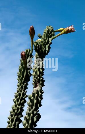 Sydney Australia, guardando in su il gambo del fiore di un cactus del candelabra contro un cielo blu Foto Stock