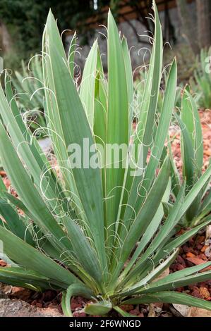 Sydney Australia, foglie con corde spionde lungo il bordo di foglie di una pianta di flaccidia yucca originaria del sud-est degli Stati Uniti Foto Stock