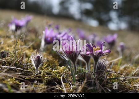 Bella viola fluffy flower Oriental Pulsatilla patens pasqueflower. Foto Stock
