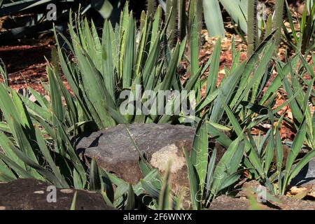 Sydney Australia, grumo di pianta di flaccidia di yucca con le corde wisy lungo il bordo delle foglie Foto Stock