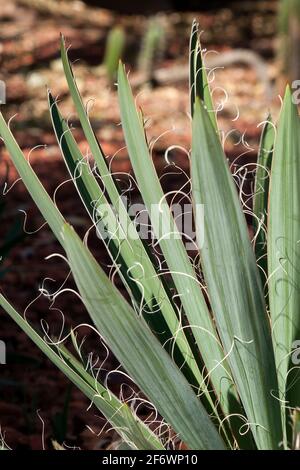 Sydney Australia, foglie con corde spionde lungo il bordo di foglie di una pianta di flaccidia yucca originaria del sud-est degli Stati Uniti Foto Stock