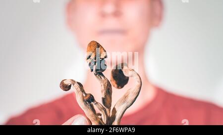 Funghi magici per il microdosaggio tenuto in mano dell'uomo. Terapia psichedelica della psilocibina. Foto Stock