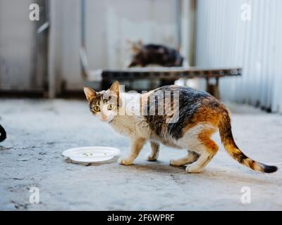 il gattino sporco mangia da un piatto sulla strada an camera abbandonata Foto Stock