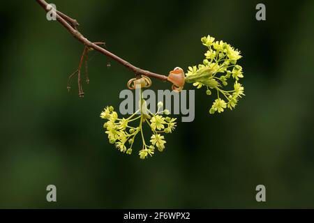 Fiori verdi di lime di un acero norvegese in primavera Foto Stock