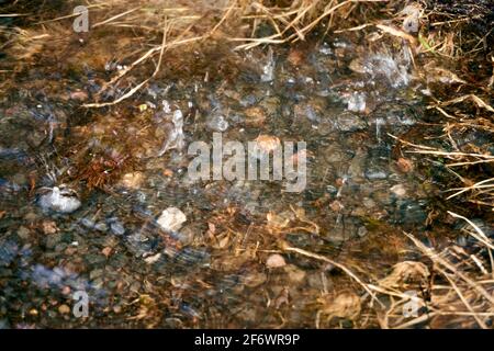 Grande puddle: La pioggia cade in un puddle e gocce d'acqua sulla superficie increspano Foto Stock