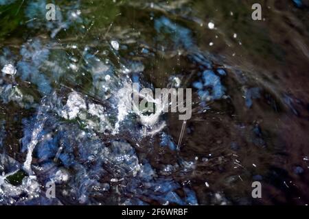 Grande puddle: La pioggia cade in un puddle e gocce d'acqua sulla superficie increspano Foto Stock