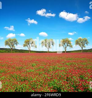 Campo di trifogli cremisi fioriti (Trifolium incarnatum) nel paesaggio rurale primaverile. Foto Stock
