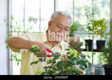 Il nonno pensionato ha trascorso la vacanza curandosi del giardino interno. L'atmosfera del mattino nella sala di piantagione serra. Foto Stock