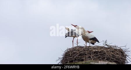 Weißstorch-Pärchen auf ihrem Nest in der Lahnaue zwischen Heuchelheim und Allendorf bei Gießen in Hessen, Germania Foto Stock