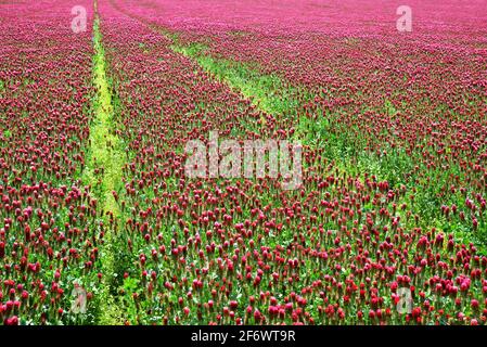 Campo di trifogli cremisi fioriti (Trifolium incarnatum) primo piano. Stagione primaverile. Foto Stock