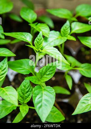 Piantine di pepe in pentole sul davanzale. Natura fuoco selettiva Foto Stock