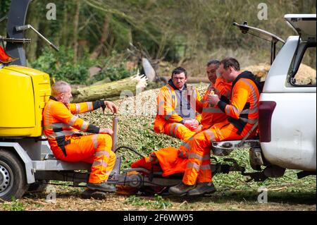 Aylesbury vale, Regno Unito. 1 aprile 2021. Gli HS2 stavano sciovando alberi più enormi alla fattoria di Barn di strada in Aylesbury vale vicino Wendover oggi pronto per costruire una fabbrica di Bentonite fuori dell'A413. I locali e gli ambientalisti sono furiosi circa la divestazione che HS2 sta causando ai Chilterns che è un AONB. La ferrovia ad alta velocità 2 da Londra a Birmingham sta avendo un enorme impatto negativo sulla fauna selvatica e l'ambiente, con misure molto scarsi di 'marigation' adottate dall'HS2. Credito: Maureen McLean/Alamy Foto Stock