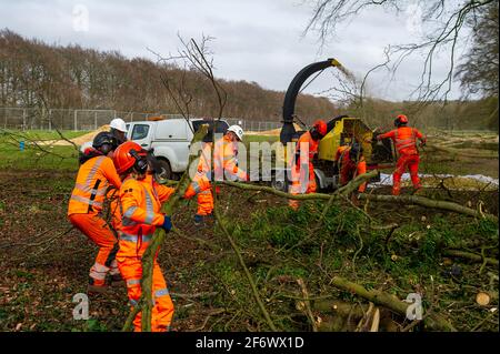 Aylesbury vale, Regno Unito. 1 aprile 2021. Gli HS2 stavano sciovando alberi più enormi alla fattoria di Barn di strada in Aylesbury vale vicino Wendover oggi pronto per costruire una fabbrica di Bentonite fuori dell'A413. I locali e gli ambientalisti sono furiosi circa la divestazione che HS2 sta causando ai Chilterns che è un AONB. La ferrovia ad alta velocità 2 da Londra a Birmingham sta avendo un enorme impatto negativo sulla fauna selvatica e l'ambiente, con misure molto scarsi di 'marigation' adottate dall'HS2. Credito: Maureen McLean/Alamy Foto Stock