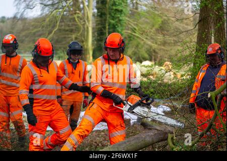 Aylesbury vale, Regno Unito. 1 aprile 2021. Gli HS2 stavano sciovando alberi più enormi alla fattoria di Barn di strada in Aylesbury vale vicino Wendover oggi pronto per costruire una fabbrica di Bentonite fuori dell'A413. I locali e gli ambientalisti sono furiosi circa la divestazione che HS2 sta causando ai Chilterns che è un AONB. La ferrovia ad alta velocità 2 da Londra a Birmingham sta avendo un enorme impatto negativo sulla fauna selvatica e l'ambiente, con misure molto scarsi di 'marigation' adottate dall'HS2. Credito: Maureen McLean/Alamy Foto Stock