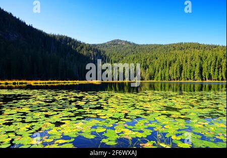 Moraine lago Grosser Arbersee nel parco nazionale della foresta bavarese. Germania. Foto Stock