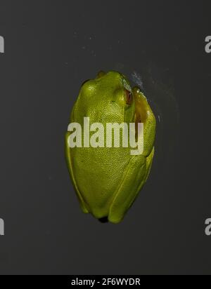 Piccola rana verde (rana verde, rana verde, litoria gracilenta) che riposa una finestra scura dopo la pioggia. Se Queensland, Australia. Foto Stock