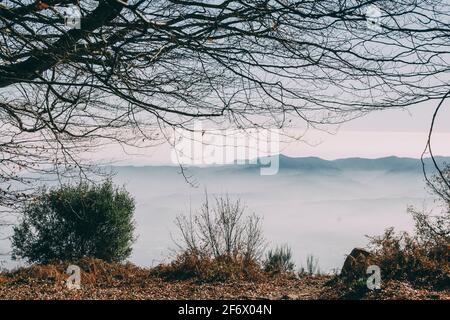 Paesaggio di montagna di alberi in una mattinata con un sacco di nebbia Foto Stock