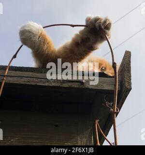 Un gatto zenzero che si stende sul tetto di un capannone verde, le zampe incrociavano e trattenevano il gambo di una pianta di arrampicata. REGNO UNITO Foto Stock