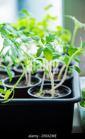 Piantine di pomodoro in tazze sulla finestra. Fuoco selettivo. Natura. Natura Foto Stock